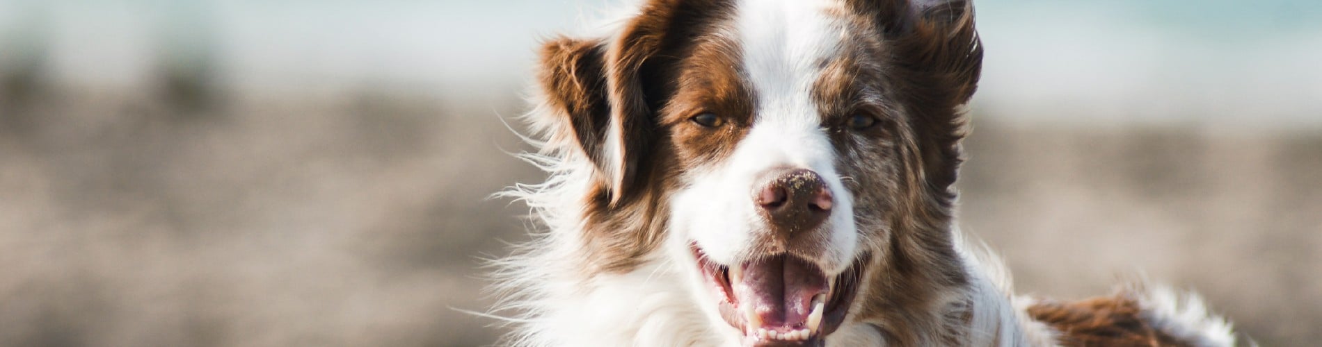 dog friendly 1900x500.jpg