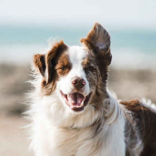 dog friendly 500x500.jpg