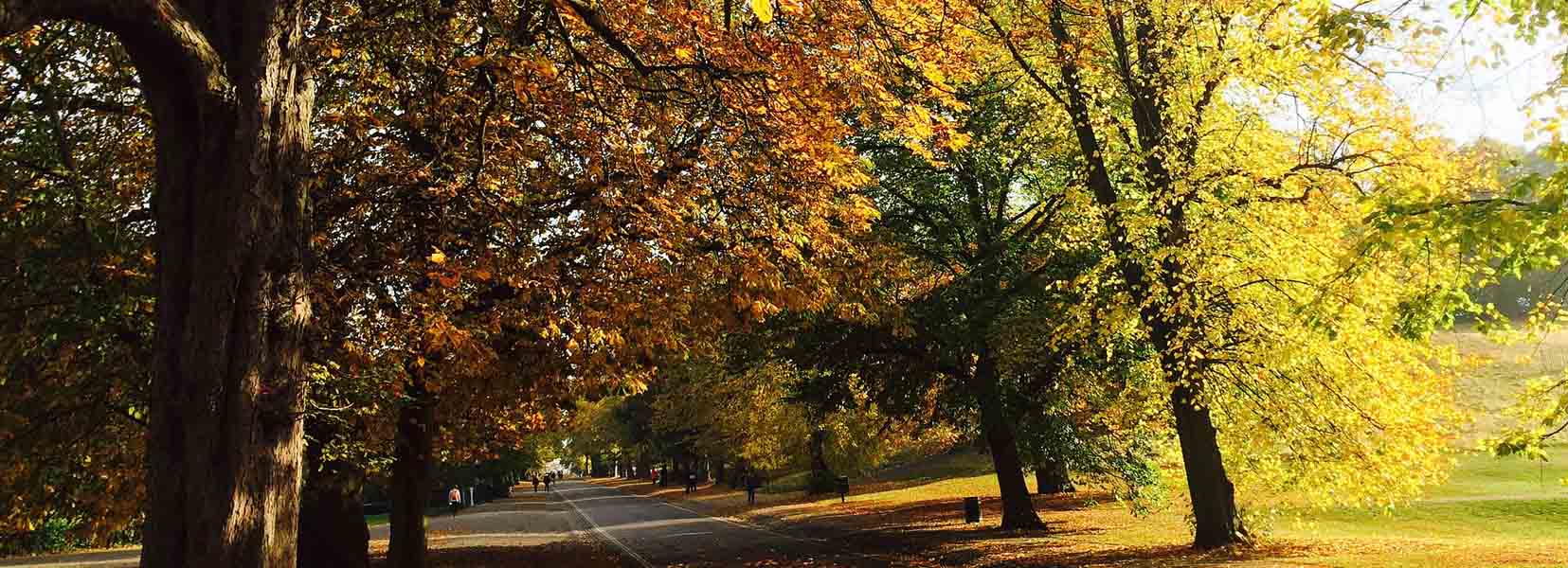 GreenAreas1655x600.jpg