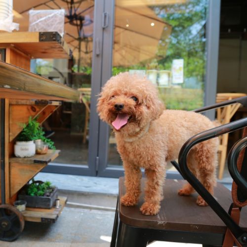 manchester dog friendly 500x500.jpg