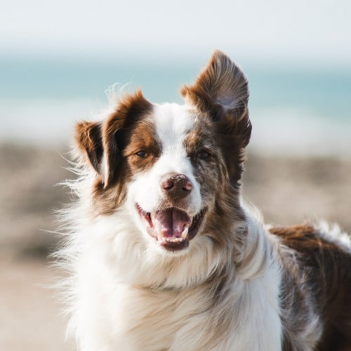 dog friendly 500x500.jpg